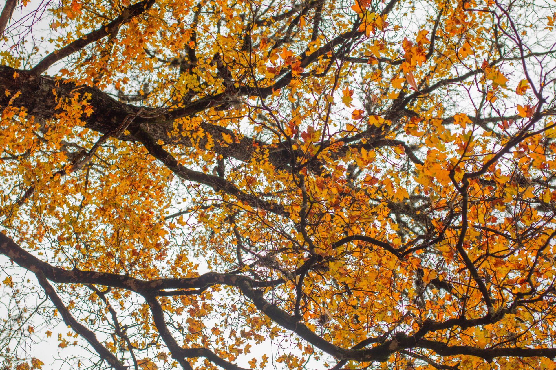 An image of a tree with yellow leaves.